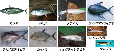 周辺海域で確認された魚介類の一部