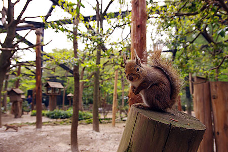 Inokashira Park Zoo (Main Park)